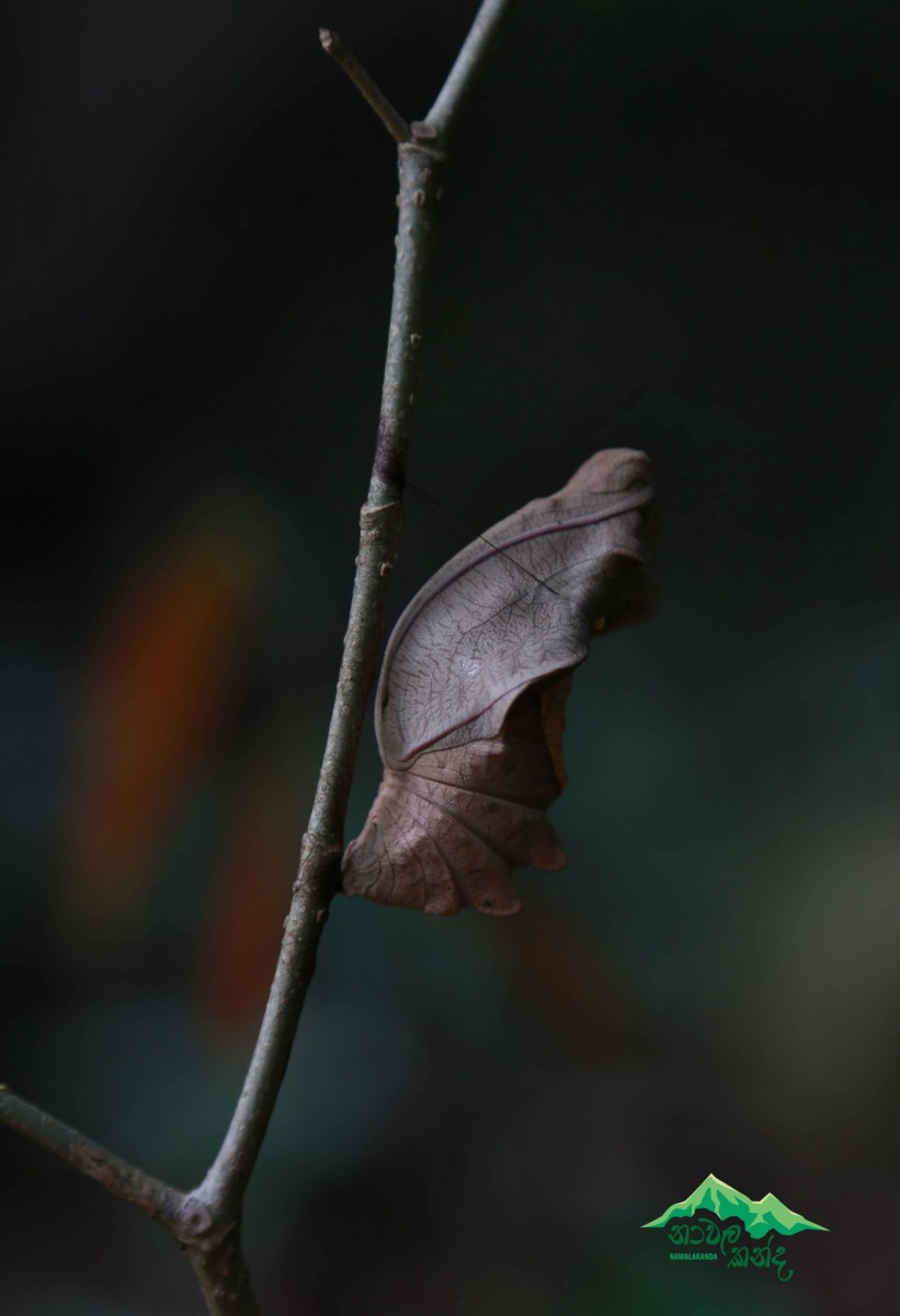 Troides darsius Gray, 1852